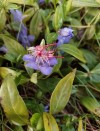 garden inspiration 1